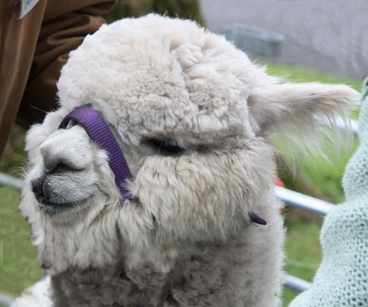Alpaca 2.jpg - . . . were much admired . . .